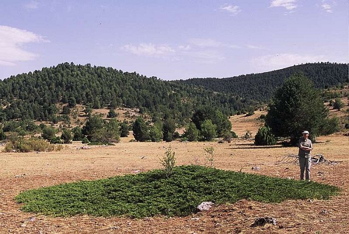 Juniperus sabina